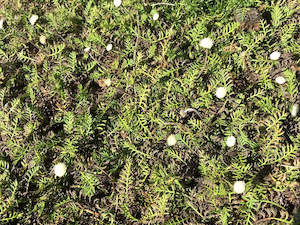 Groundcover: Leptinella Minor