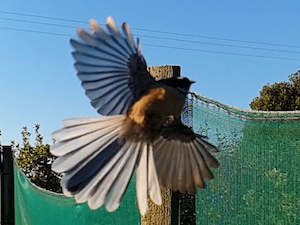 Combo Deals: 500x Bird Lovers Combo - $3.99 each