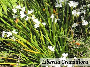 Combo Deals: 25x Native Groundcover Combo - $4.99 each