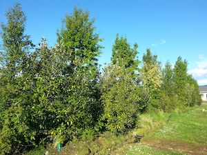 Combo Deals: 25x Shelter Combo - $4.99 trees & shrubs