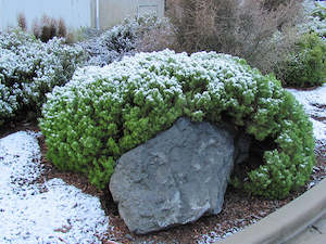 Low Growing Deals: Hebe Cupressoides