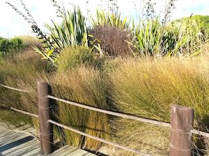 Grass Deals: Apodasmia Similis x 1