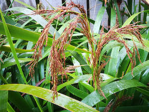 Grass Deals: 25x Pepepe - $4.99 each