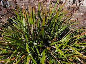 5x Pepepe - $5.99 each