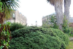 Hebe Deals: 25x Hebe Sutherlandii - $4.99 each