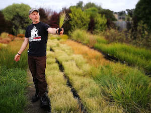 Grass Deals: 100x Carex Frosted Curls - $1.99 each