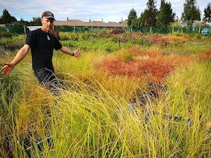 Grass Deals: 100x Grass Combo - $1.99 each