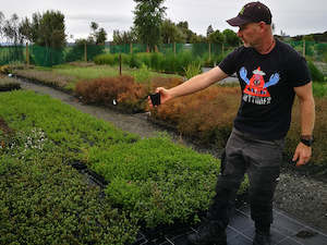 100x Box Hebe - Box Hebe - $3.99 each