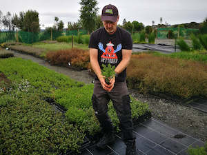 Hebe Deals: 25x Hebe Odora - Box Hebe - $4.99 each