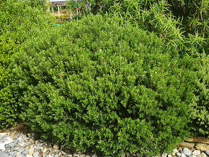 100x Hebe Fruticeti - $2.99 each