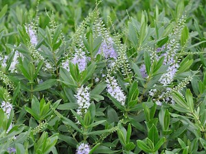 Hebe Deals: 100x Hebe Wiri Image - $1.99 each