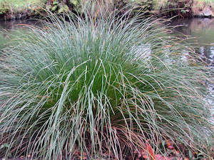 Grass Deals: 50x Carex Secta - $2.99 each