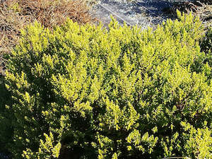 25x Hebe Jasper - $2.99 each