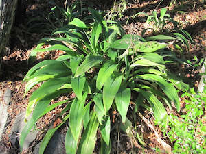 500x Surplus Native Combo - $1.99c each - Best Value