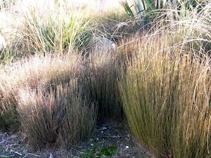 Dirt Cheap Deals: 25x Jointed Rush - $1.99 each