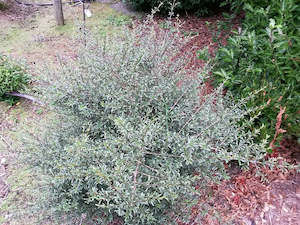 Dirt Cheap Deals: 5x Coprosma Greyii - $5.99 each