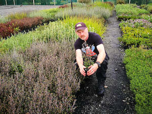 Dirt Cheap Deals: 5x Corokia Bronze Knight - $1.99 each