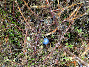 Dirt Cheap Deals: 5x Coprosma Flat Freddy - $1.99 each