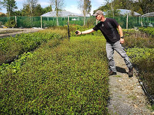 Dirt Cheap Deals: 25x Ribbonwood - $1.99 each