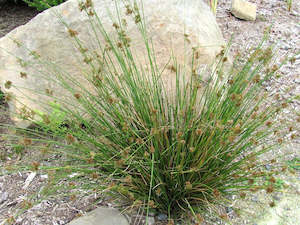 50x NZ Rush - $1.95 each