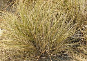Grass Deals: 100x Carex Flagellifera Brown - $1.99 each