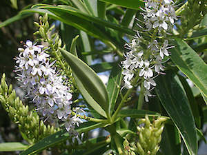 Hebe Deals: 25x Chatham Tree Hebe - $2.99 each