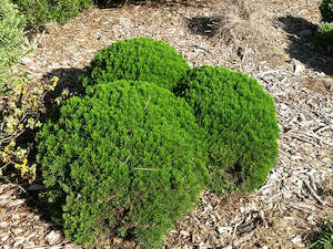 Hebe Deals: 5x Hebe Cupressoides Nana - $5.99