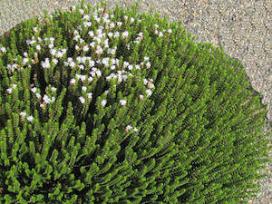 Hebe Deals: 100x Hebe Pauciramosa - $3.99 each