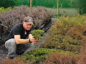 Low Growing Deals: Coprosma Hawera