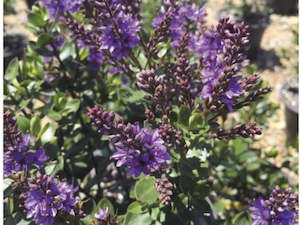 Low Growing Deals: Hebe George