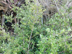 5x Coprosma Lighthouse - $5.99 each