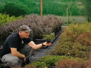 5x Coprosma Hawera - $5.99 each