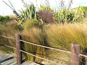 Grass Deals: 10x Oi Oi - Jointed Rush - $1.99 each
