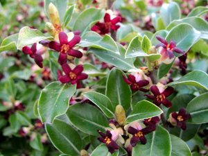 5x Pittosporum Stephens Island - $1.99 each