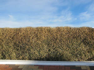 Fast Growing: 5x Yellow Stemmed Coprosma - $10.99 each