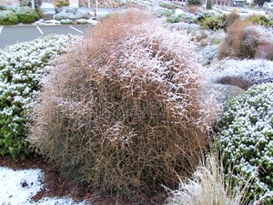 Fast Growing: Coprosma Virescens