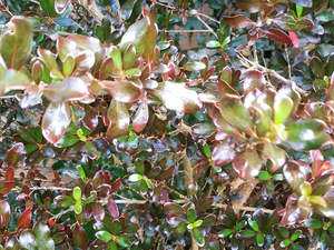 Fast Growing: 5x Coprosma Hot Chocolate - $5.99 each