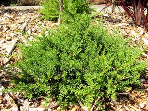 25x Alpine Hedge Totara - $4.99 each