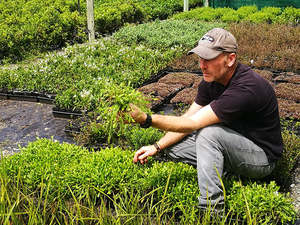 Multi Packs: 5x No mow lawn - $5.99 each