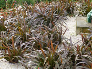 Multi Packs: 5x Dianella Flame - $7.99 each