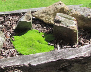 Multi Packs: 25x Cushion Plant - $4.99 each