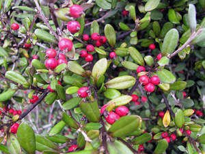 Multi Packs: 25x Corokia Red Wonder - $4.99 each