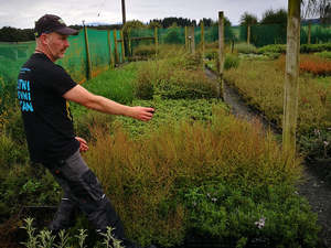 Multi Packs: 25x Manuka - $124.75 each