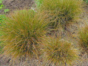 Grass Deals: 50x Carex Dipsacea - $2.69 each