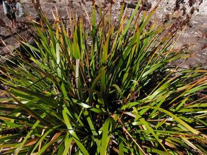 10x Pepepe - $1.99 each