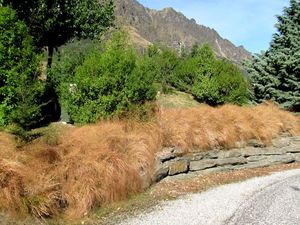 50x Wind Grass - $3.59 each