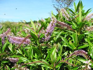 Hebe Deals: 100x Hebe Wiri Grace - $3.99 each