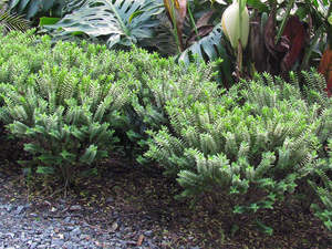 5x Hebe Venustula - $5.99 each