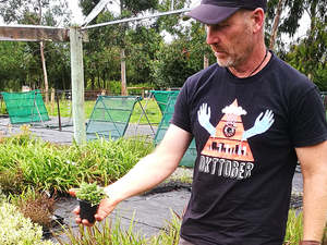 25x No Mow Lawn - $2.99 each