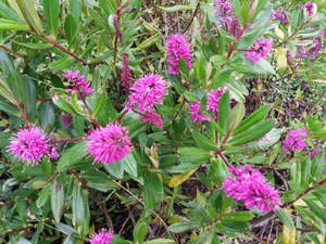 Low Growing Deals: Hebe Wiri Charm